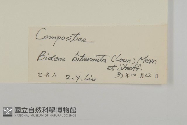 鬼針舅藏品圖，第3張
