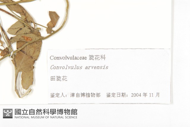 田旋花藏品圖，第3張