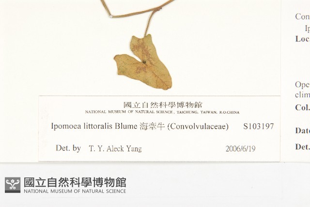 海牽牛藏品圖，第3張