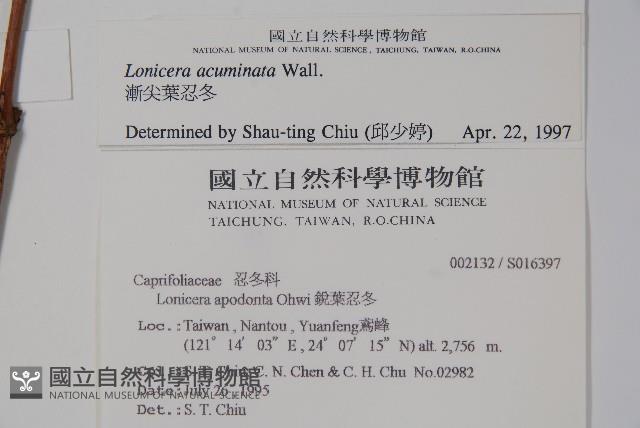 阿里山忍冬、漸尖葉忍冬藏品圖，第2張