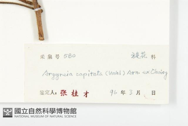 頭花銀背藤藏品圖，第3張