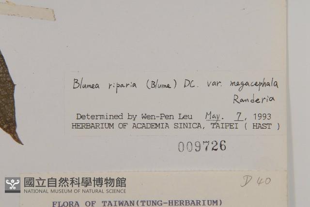 大頭艾納香藏品圖，第3張