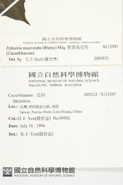 黑果馬交兒藏品圖，第2張
