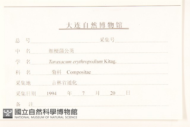 細梗蒲公英藏品圖，第3張