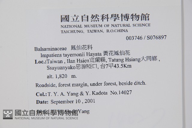 黃花鳳仙花藏品圖，第2張
