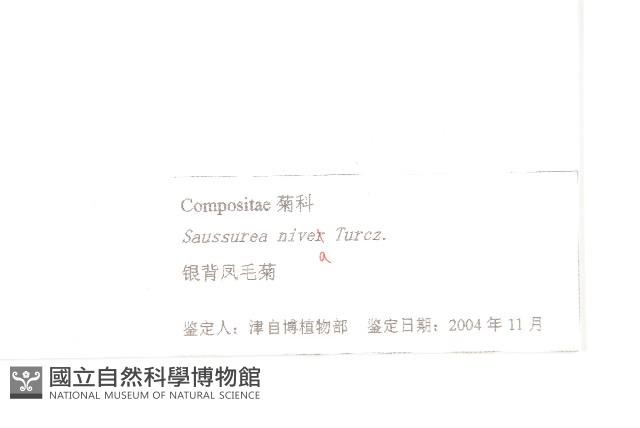 銀背風毛菊藏品圖，第3張