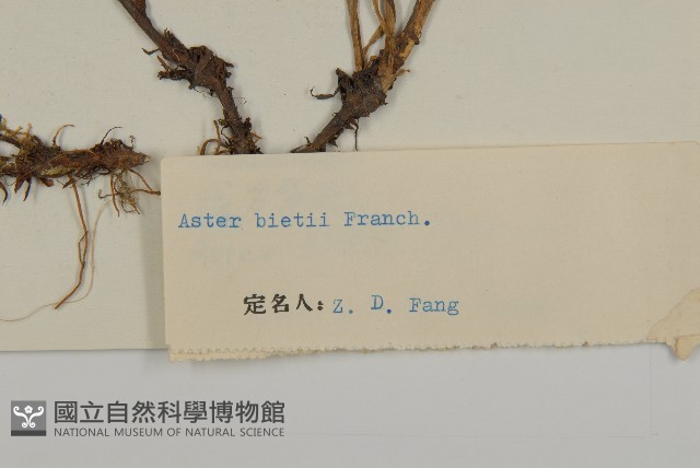 腺舌紫菀藏品圖，第3張