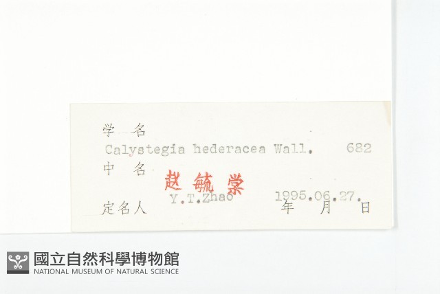 打碗花藏品圖，第3張