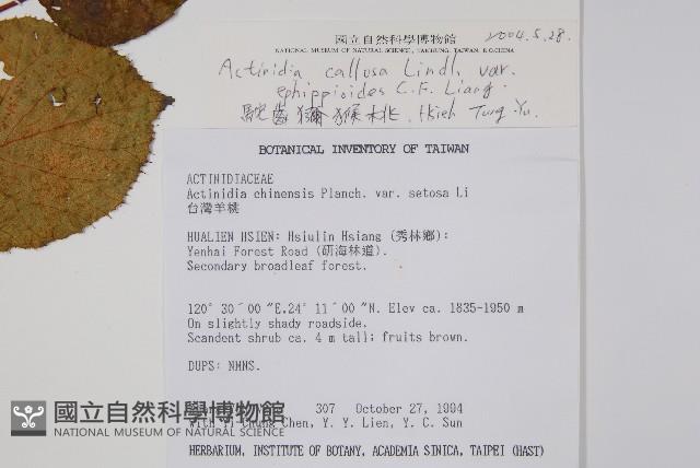 駝齒獼猴桃藏品圖，第2張