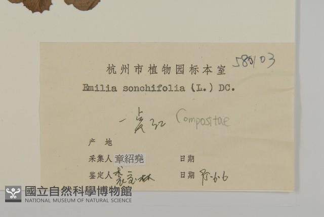 紫背草藏品圖，第3張