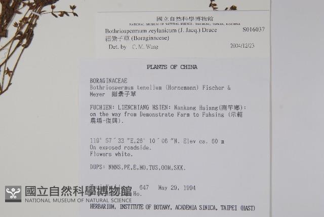 細纍子草藏品圖，第2張