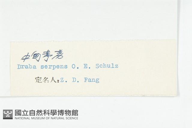 中甸葶藶藏品圖，第3張