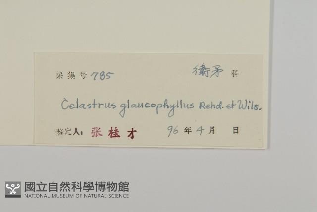 灰葉南蛇藤藏品圖，第3張