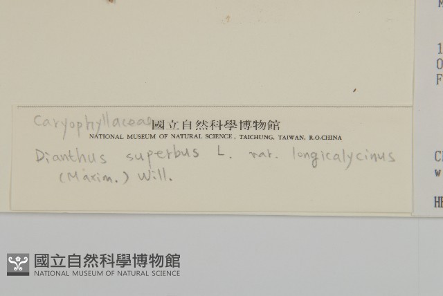 長萼瞿麥藏品圖，第3張