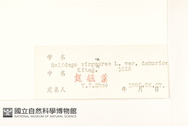 興安一枝黃花藏品圖，第3張
