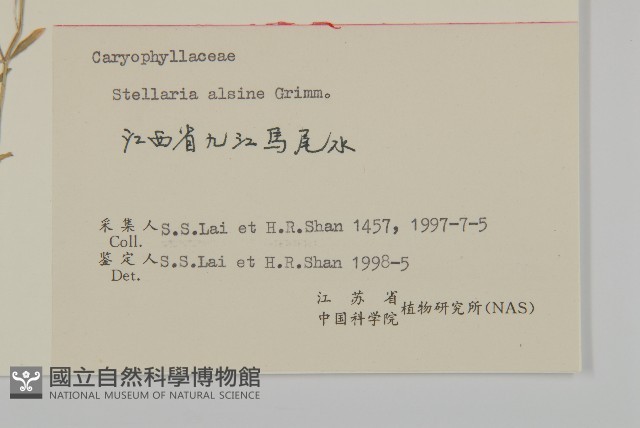雀舌草藏品圖，第3張