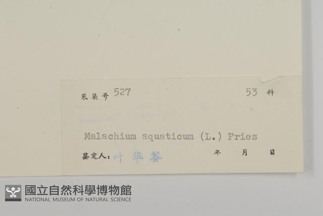 牛繁縷藏品圖，第3張