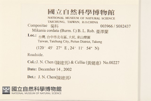 蔓澤蘭藏品圖，第2張