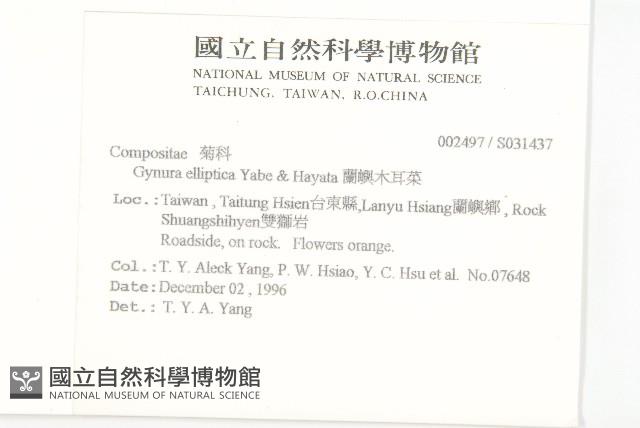 蘭嶼木耳菜藏品圖，第2張