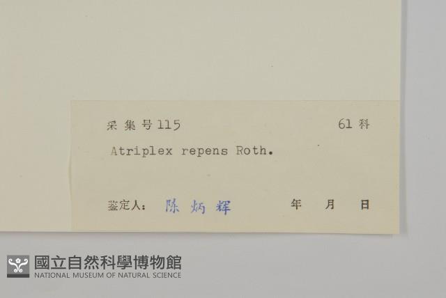 匍匐濱藜藏品圖，第3張