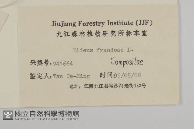 大狼把草藏品圖，第3張