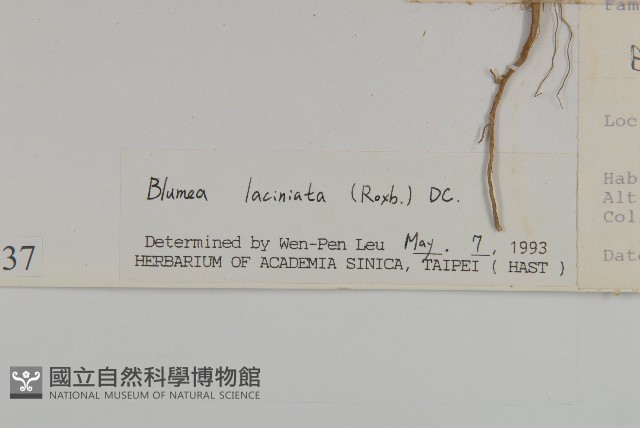 裂葉艾納香藏品圖，第3張