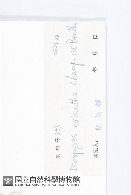 軟毛柿藏品圖，第3張