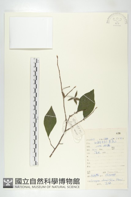 菱葉柿藏品圖，第3張