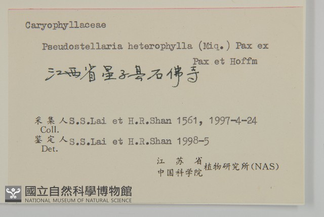 孩兒參藏品圖，第3張