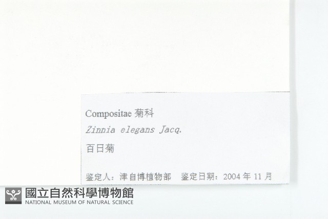 百日菊藏品圖，第3張