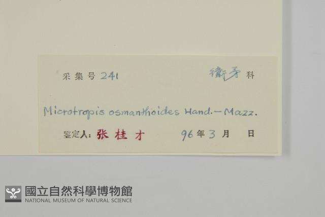 木犀假衛矛藏品圖，第3張