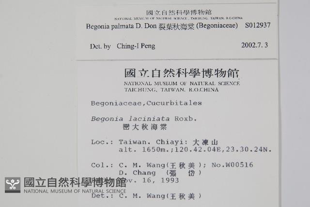 裂葉秋海棠藏品圖，第2張