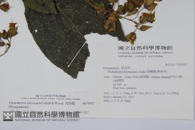 假酸漿藏品圖，第2張