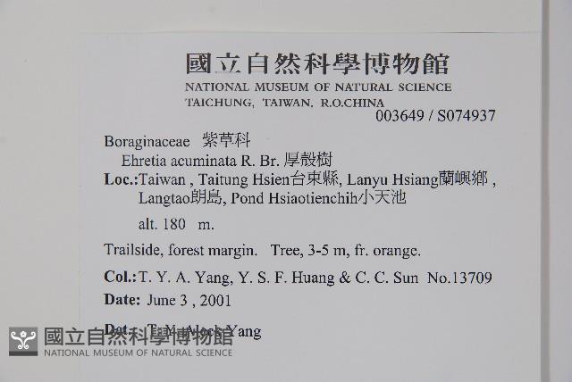 厚殼樹藏品圖，第2張