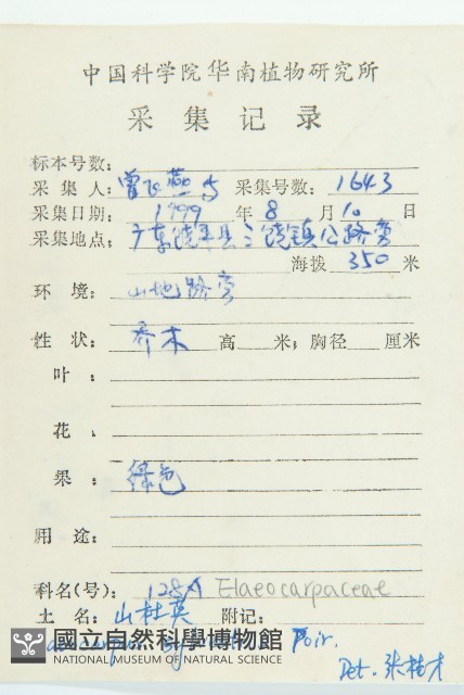杜英、山杜英、蘭嶼杜英藏品圖，第2張