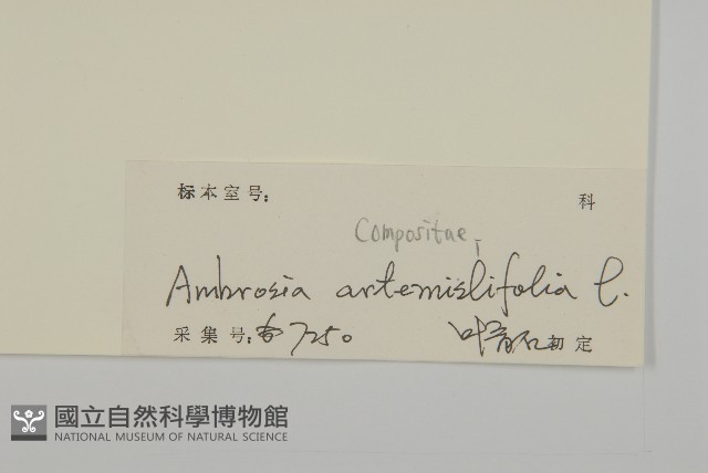 豬草、瘤果菊藏品圖，第3張