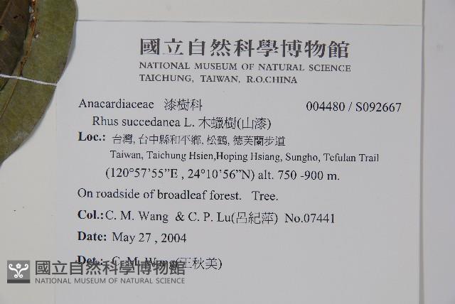 木蠟樹、山漆藏品圖，第2張