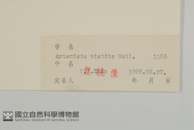 毛蓬蒿藏品圖，第3張