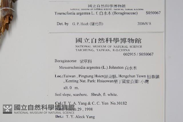 白水木藏品圖，第2張