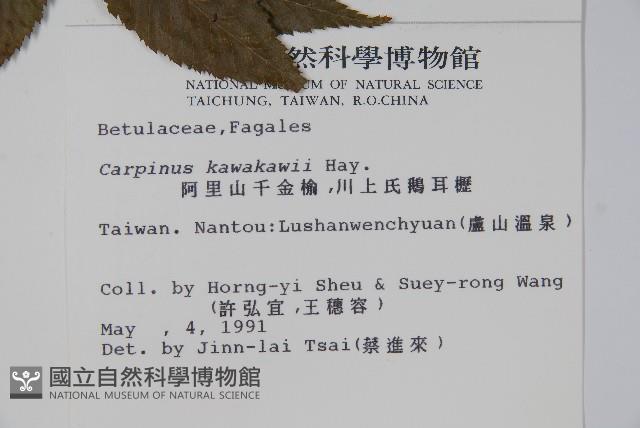 阿里山千金榆藏品圖，第2張