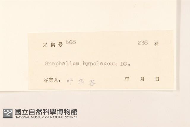 秋鼠麴草藏品圖，第3張