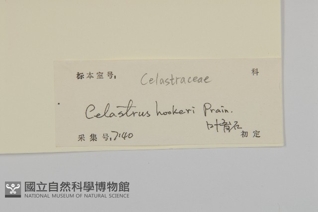 滇邊南蛇藤藏品圖，第3張