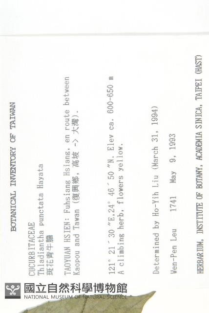 斑花青牛膽藏品圖，第2張