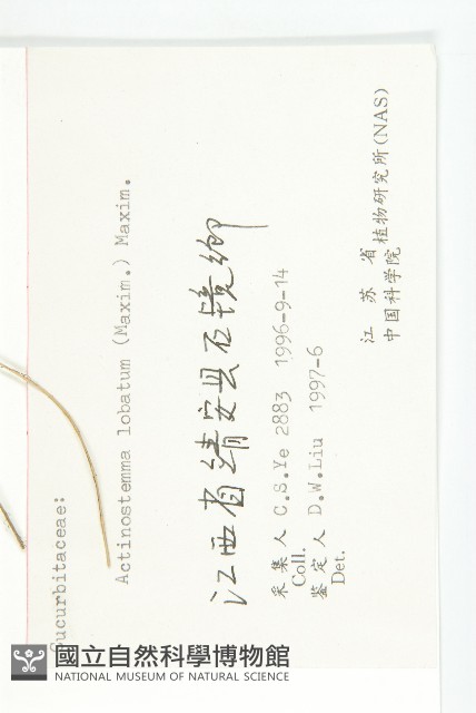 合子草藏品圖，第3張