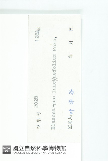 披針葉杜英藏品圖，第3張