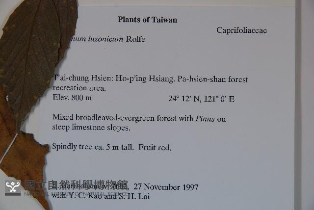 呂宋莢迷藏品圖，第2張