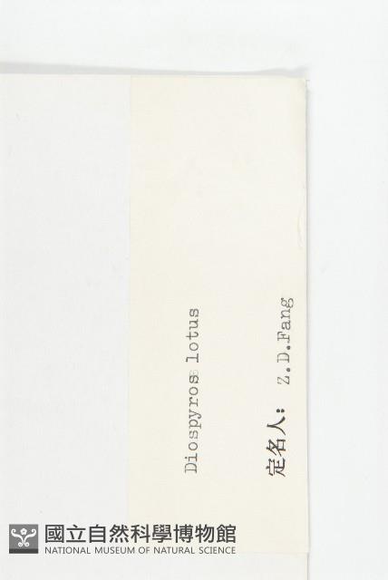 黑棗、君遷子藏品圖，第3張