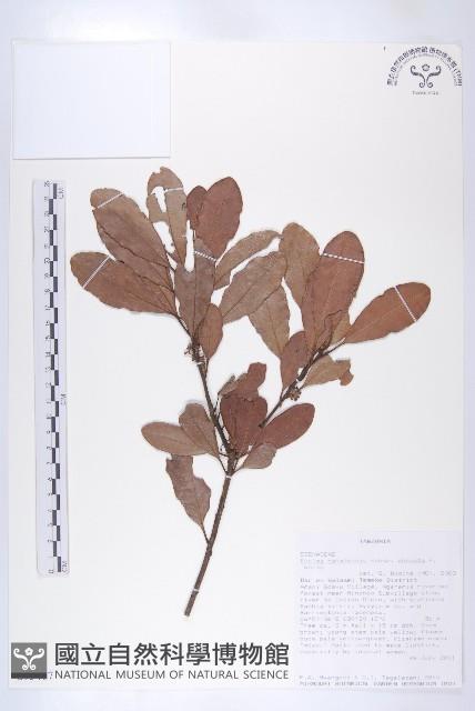 登錄號:S093467藏品圖，第3張