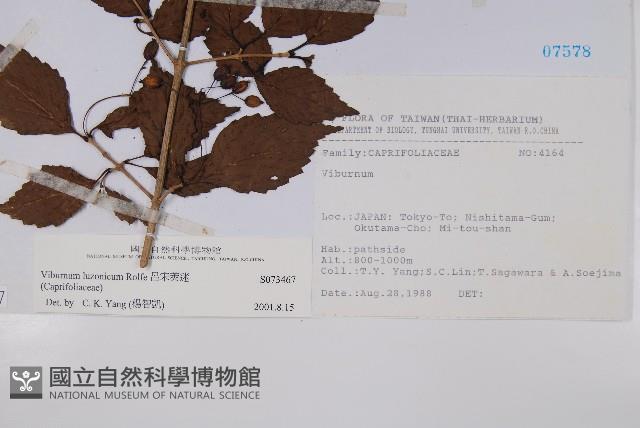 呂宋莢迷藏品圖，第2張