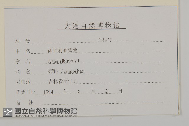 西伯利亞紫苑藏品圖，第3張